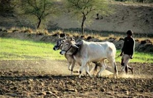Indian Farmer Photgraphs